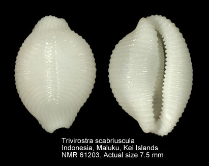 Trivirostra scabriuscula.jpg - Trivirostra scabriuscula(Gray,1827)